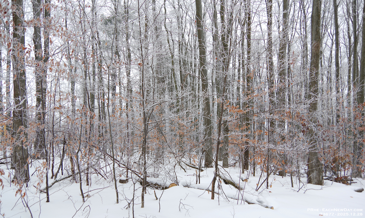 73677CrLeUsm - Enjoying the hoar frost and freezing rain